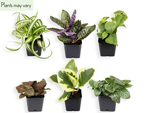 Easy to Grow Houseplants (Pack of 6), Live House Plants in Containers, Growers Choice Plant Set in Planters with Potting Soil Mix, Home Décor Planting Kit or Outdoor Garden Gifts by Plants for Pets