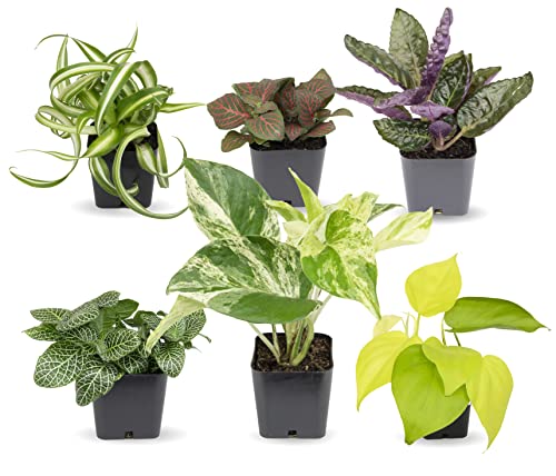 Easy to Grow Houseplants (Pack of 6), Live House Plants in Containers, Growers Choice Plant Set in Planters with Potting Soil Mix, Home Décor Planting Kit or Outdoor Garden Gifts by Plants for Pets