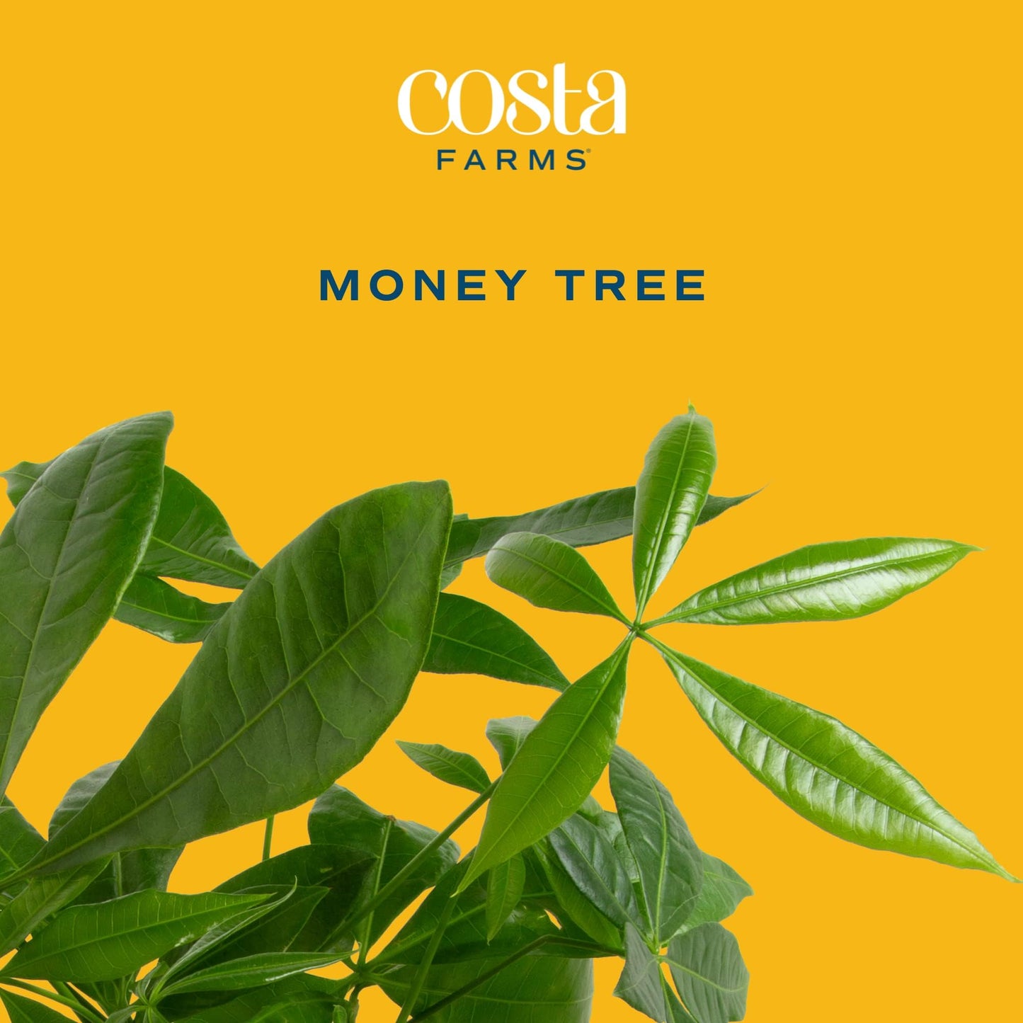 Costa Farms Money Tree, Small Easy to Grow Live Indoor Plant, Live Houseplant in Indoor Plant Pot, Bonsai Potted in Potting Soil, Birthday, Housewarming, Tabletop and Office Home Decor, 10-Inches Tall