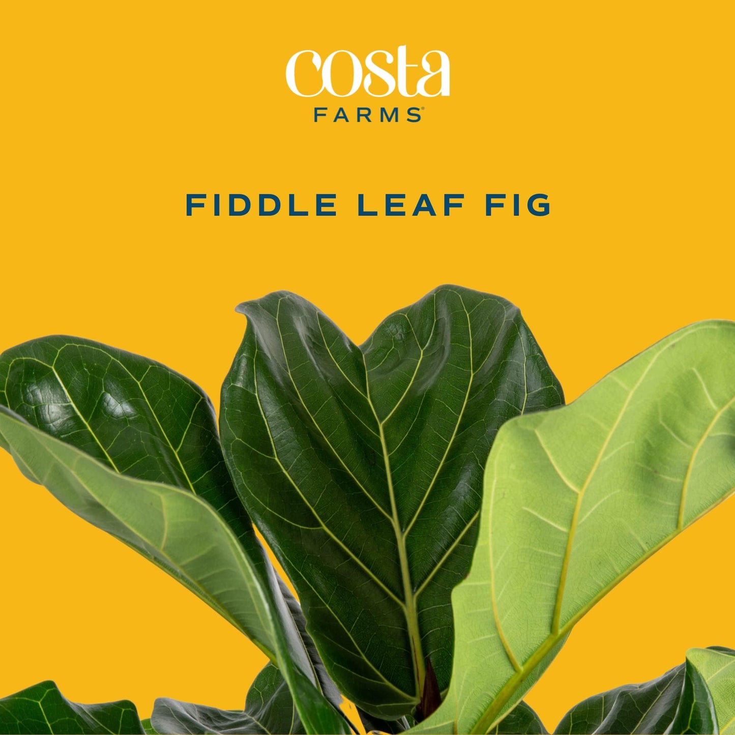 Costa Farms Little Fiddle Leaf Fig, Live Indoor Ficus Lyrata Plant in Indoors Garden Plant Pot, Houseplant in Potting Soil, Housewarming, Birthday Gift, Office, Home, and Room Decor, 1 Foot Tall