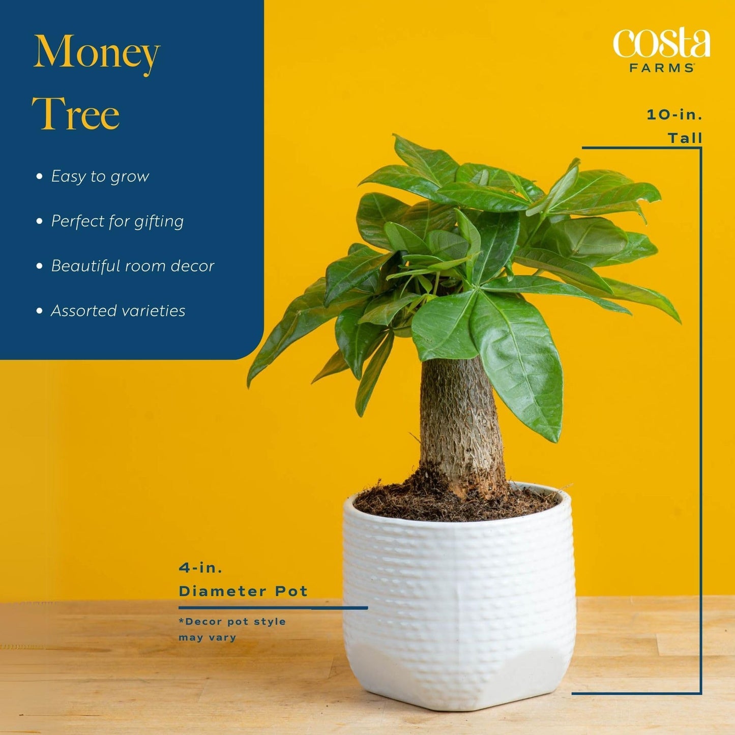 Costa Farms Money Tree, Small Easy to Grow Live Indoor Plant, Live Houseplant in Indoor Plant Pot, Bonsai Potted in Potting Soil, Birthday, Housewarming, Tabletop and Office Home Decor, 10-Inches Tall